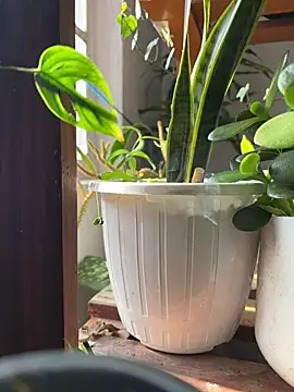 alburt 1996 online show from December 2024 03:55:02 AM