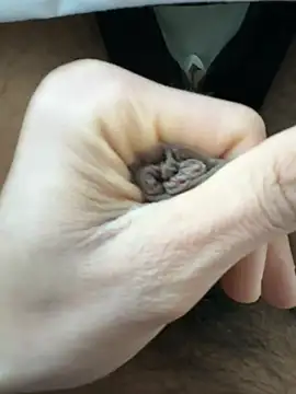 raju120011 online show from February 2025 04:35:02 PM