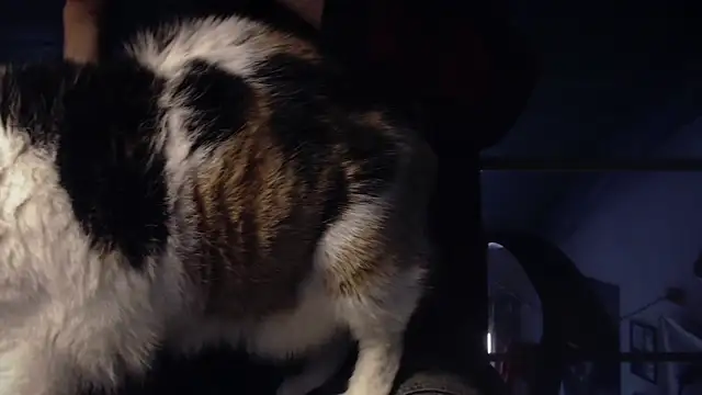 contemptumundi888 online show from January 2025 11:11:01 AM