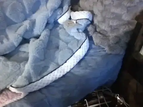 housewife shantie online show from March 2025 06:54:01 PM