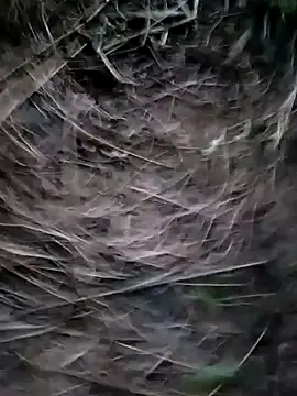 Guru2 online show from January 2025 01:17:02 PM