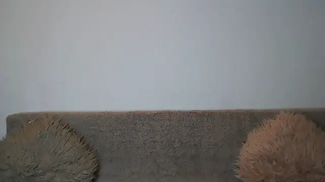 Snapshot of AshlineKatte chatting on February 2026 11:03:01 AM AshlineKatte online show from February 2026 11:03:01 AM