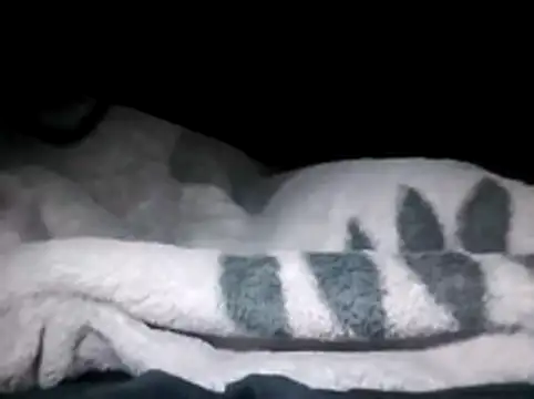 LaneYam online show from March 2026 12:32:02 AM