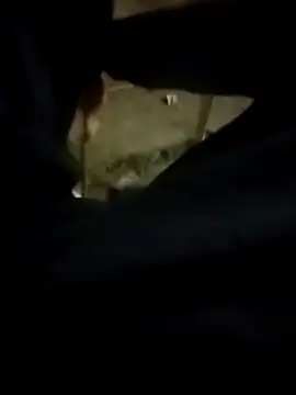 Playboy bhabhi 00 online show from February 2025 02:42:01 PM