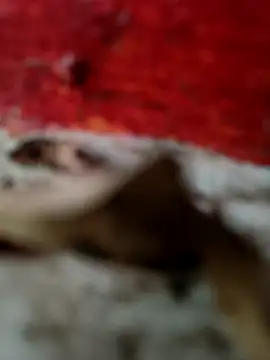 himvilohi08 online show from October 2025 12:50:01 PM