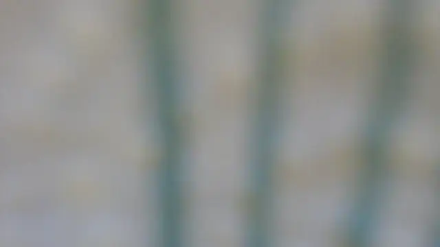 RobertaFox69 online show from December 2024 04:49:01 PM