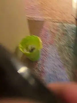 Snapshot of So8nan chatting on November 2025 05:34:01 PM So8nan online show from November 2025 05:34:01 PM