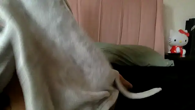 Akanett cxtt online show from October 2025 08:51:02 PM