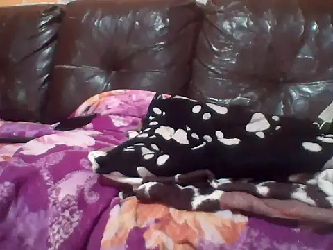 PREDADOR76 online show from October 2025 04:39:02 PM