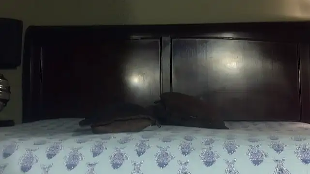 Hornylouisewil online show from November 2025 12:43:01 AM