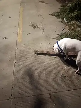 Frank0021 online show from December 2025 01:33:01 AM