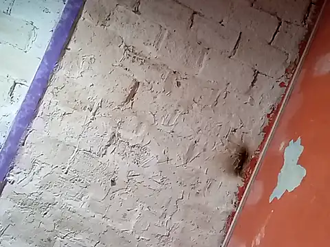 Hay-Viene-El-Huyy online show from September 2025 11:55:01 AM