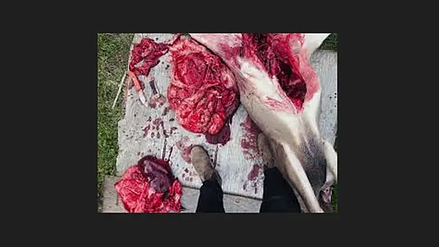 lisabaus online show from April 2026 01:10:02 AM