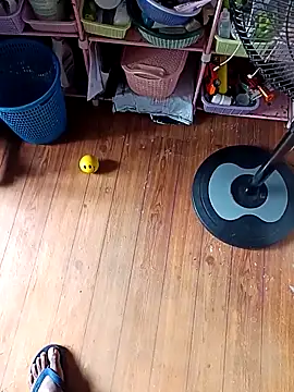 WholeAltimeter25 online show from November 2025 06:15:01 AM