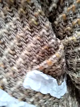 Sinejdk3 online show from January 2026 12:24:01 AM