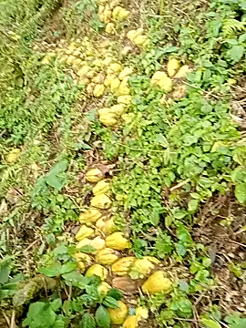 hera-00 online show from January 2026 02:50:02 AM