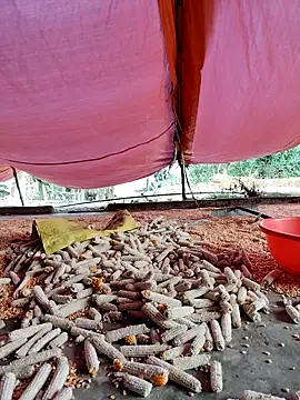 Snapshot of Tin_tanny chatting on November 2025 12:13:02 AM Tin tanny online show from November 2025 12:13:02 AM