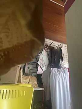 XBODTRIIPX online show from March 2026 08:50:01 PM