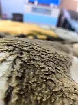 sebas sexo goloso online show from November 2025 08:13:02 AM