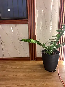 Snapshot of Eva_Feller69 chatting on July 2026 11:26:01 PM Eva Feller69 online show from July 2026 11:26:01 PM