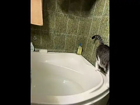 COBRAboySEXxh online show from February 2026 08:51:01 AM