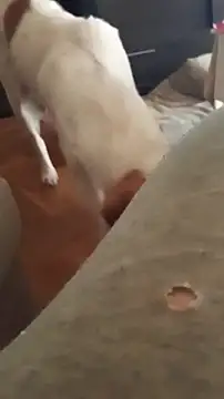 Snapshot of goloso80 chatting on October 2025 01:11:01 PM goloso80 online show from October 2025 01:11:01 PM