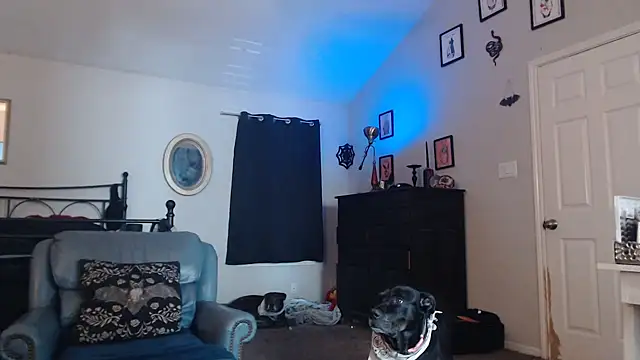 ImKatMeow online show from February 2026 05:17:01 PM