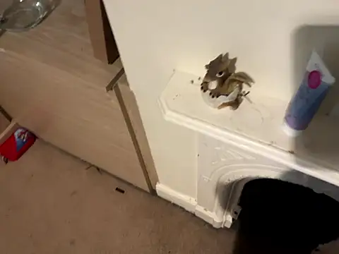 Scarletcum22 online show from January 2026 11:37:01 AM