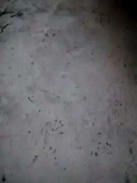 rickkis2k online show from January 2026 09:40:02 PM