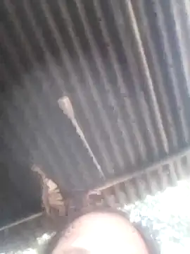 jacka 305 online show from January 2026 06:51:02 AM