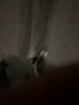 Snapshot of Pumxxxx chatting on November 2025 04:16:01 AM Pumxxxx online show from November 2025 04:16:01 AM