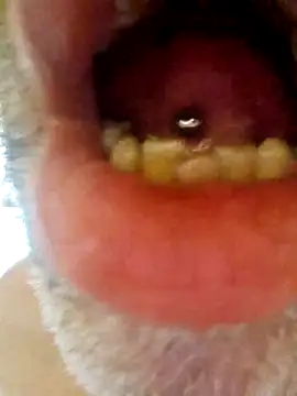 CDY74 online show from November 2025 02:42:01 PM