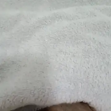 Snapshot of Novinhocomedordeppk chatting on January 2026 03:50:02 PM Novinhocomedordeppk online show from January 2026 03:50:02 PM