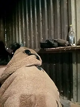 sary-hot2x online show from January 2026 11:51:01 PM