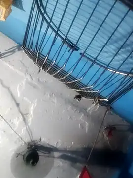 Akanksha soni online show from April 2026 07:08:02 PM