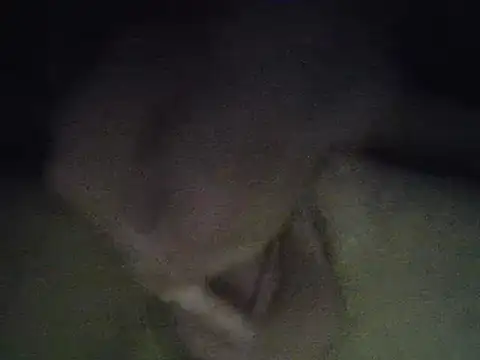 zandyplus online show from April 2026 08:06:02 PM