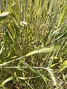 Snapshot of hornycouple20000 chatting on February 2026 09:16:02 AM hornycouple20000 online show from February 2026 09:16:02 AM