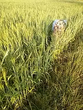 Snapshot of hornycouple20000 chatting on February 2026 11:55:01 AM hornycouple20000 online show from February 2026 11:55:01 AM