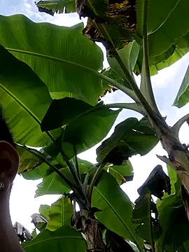 Snapshot of Wild_and_Sweets chatting on January 2026 07:52:01 PM Wild and Sweets online show from January 2026 07:52:01 PM