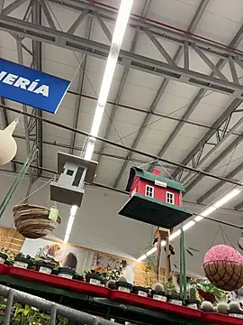 dani bela online show from March 2026 10:46:01 PM