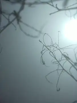 Snapshot of momo_loves chatting on January 2026 07:44:02 AM momo loves online show from January 2026 07:44:02 AM