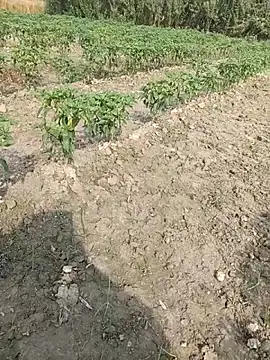 Shivanisingh4 online show from March 2026 03:17:01 AM