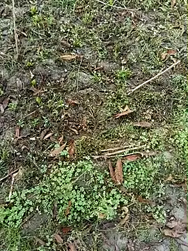 Shivanisingh4 online show from March 2026 02:01:02 AM