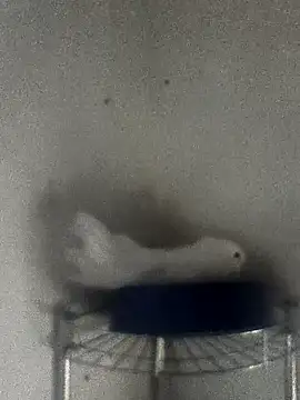 hydra0613 online show from February 2026 10:41:02 PM