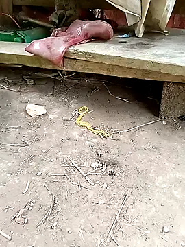 NIANIAKUTE online show from April 2026 02:28:01 AM