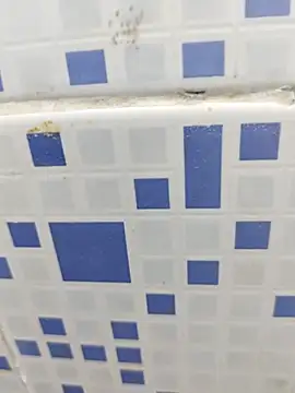 diljaan51 online show from March 2026 02:11:01 AM