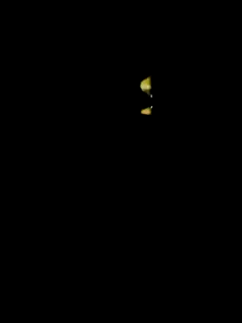lambakooli online show from June 2026 07:56:01 PM