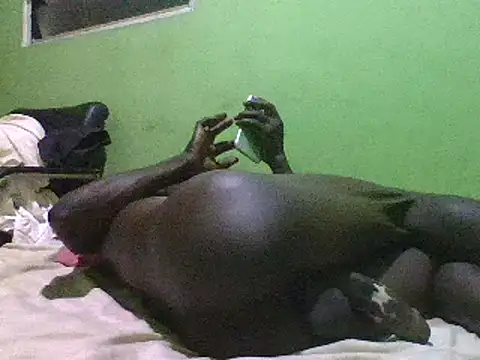 Snapshot of blakkvirus chatting on December 2024 05:13:01 AM blakkvirus online show from December 2024 05:13:01 AM