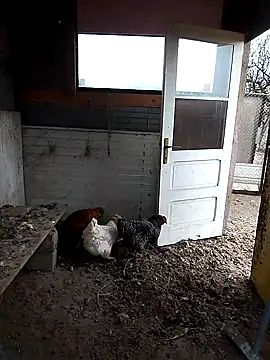 sarpe4 online show from November 2025 07:29:01 AM