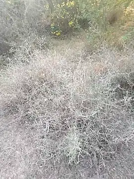 rameshmry1 online show from March 2026 12:12:01 PM